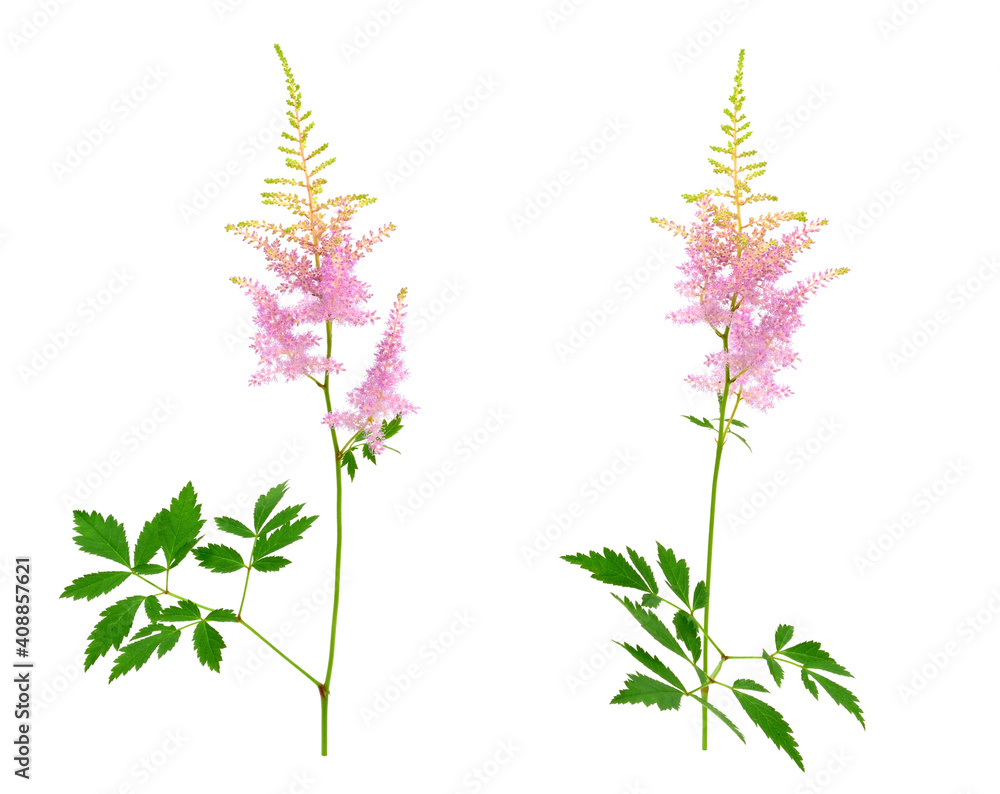 Astilbe Ornamental Blossoming Flower Plant. Also Known as Goat's Beard and False Spirea. Isolated on White Background. Astilbe Ornamental Blossoming Flower Plant. Also Known as Goat's Beard and False Spirea. Isolated on White Background.