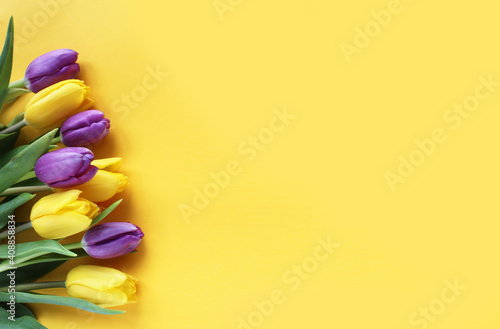 Yellow and purple tulips on a yellow background. Bright floral arrangement. Background for a greeting card.