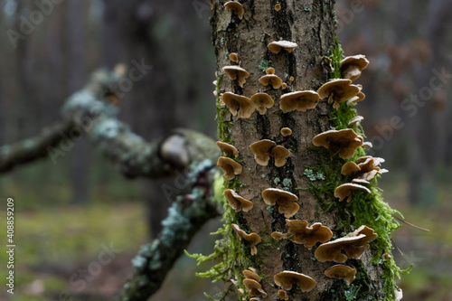 Fototapeta Naklejka Na Ścianę i Meble -  Forest