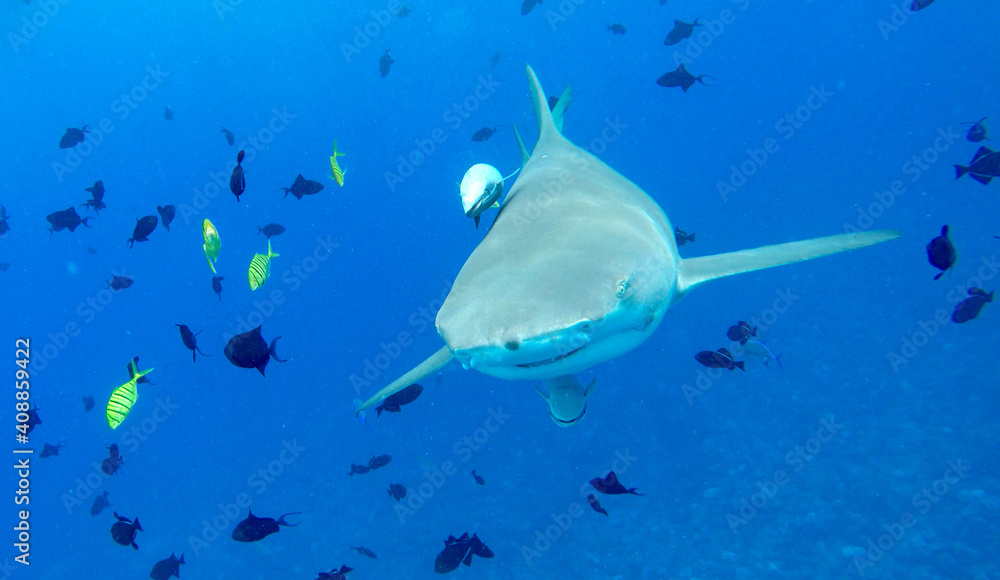 Lemon Shark in South Pacific, Bora Bora Stock Photo Adobe Stock