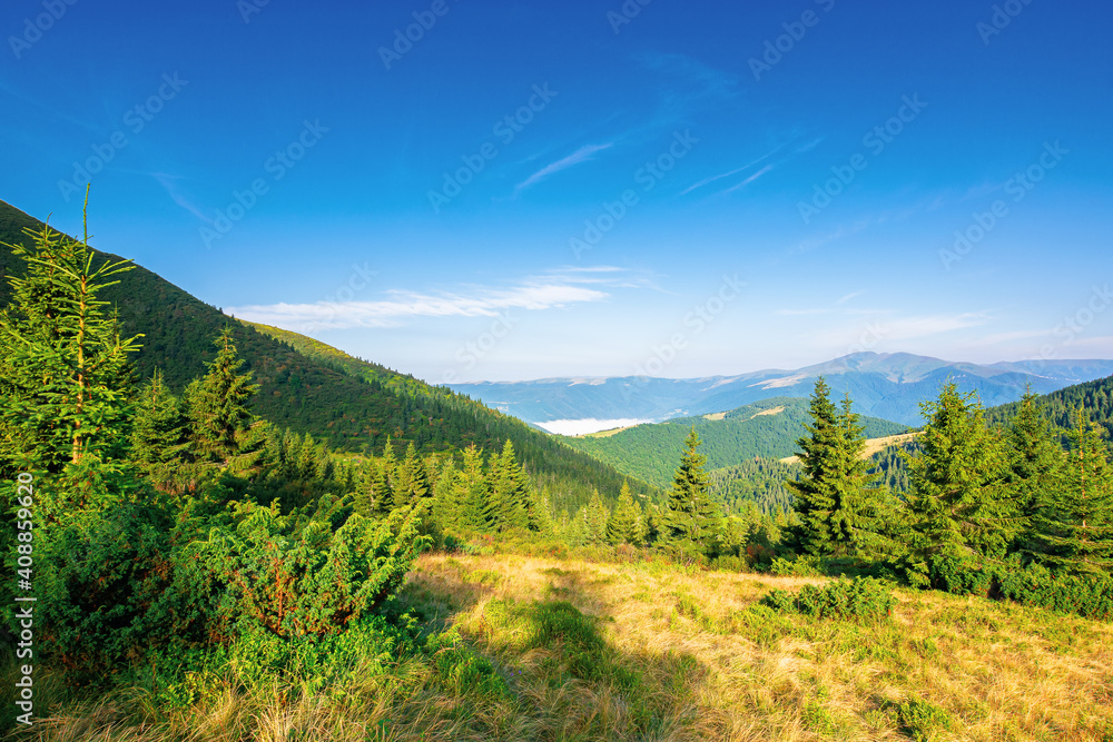 fir trees on the hillside meadow in morning light. beautiful nature scenery in summer time. fog in the valley. distant ridge beneath a blue sky. wonderful adventures in carpathians