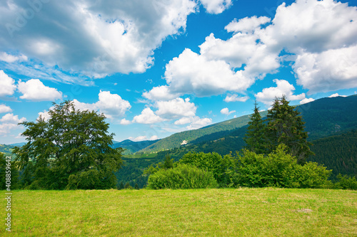 mountainous rural landscape in summertime. trees on the hillside meadow. clouds on the blue sky above the distant ridge. countryside adventures on a sunny day