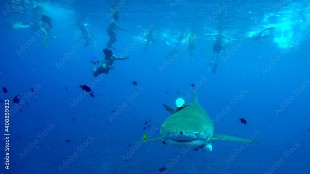 Swimming with sharks in Bora Bora Swimming with sharks in Bora Bora