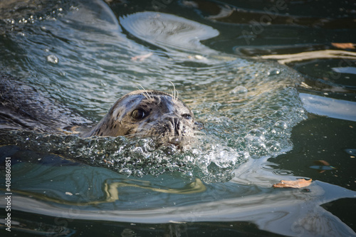 Fototapeta Naklejka Na Ścianę i Meble -  Seal is swimming in his own swimming pool in zoo. This is his habitat.