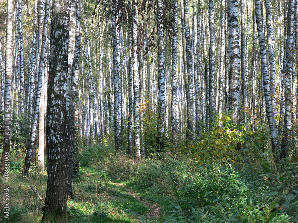 summer Russian birch grove under the sun summer Russian birch grove under the sun