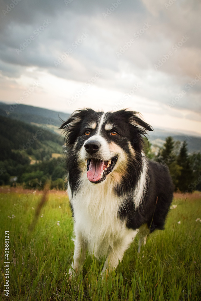 Portrait of border collie on the road in czech mountain Krkonose. He is so funny