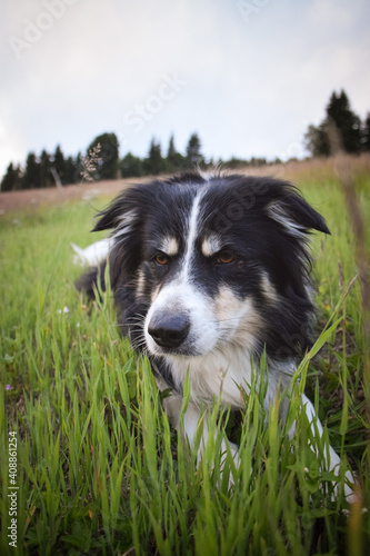 Border collie is lying in the grass. He is so crazy dog on trip.