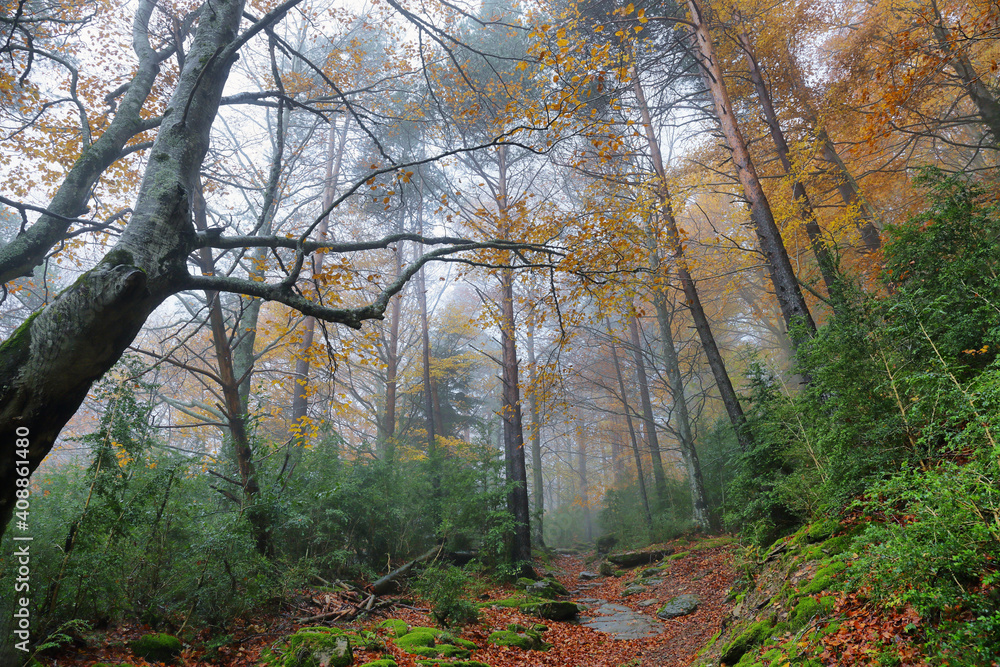 Naklejka premium Gorgeous forest in Hecho Valley, Aragonese pyrenees, Huesca province, Spain