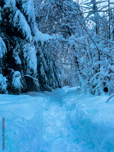 a path in winter