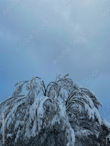 a branch hung with snow