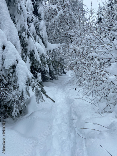 a path in winter