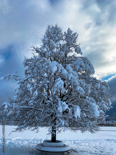 a single tree in winter