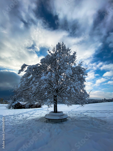 a single tree in winter