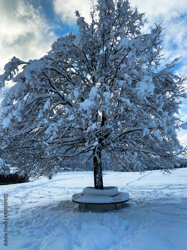 a single tree in winter