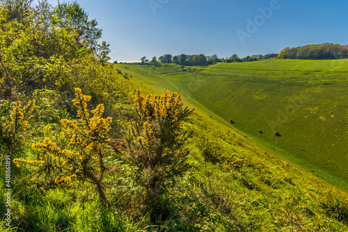 Gorse bushes illuminated by sunlight beside the longest dry valley in the UK on the South Downs near Brighton in springtime