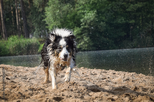 tricolor border collie is running wet on the sand. She is really good swimmer. © doda