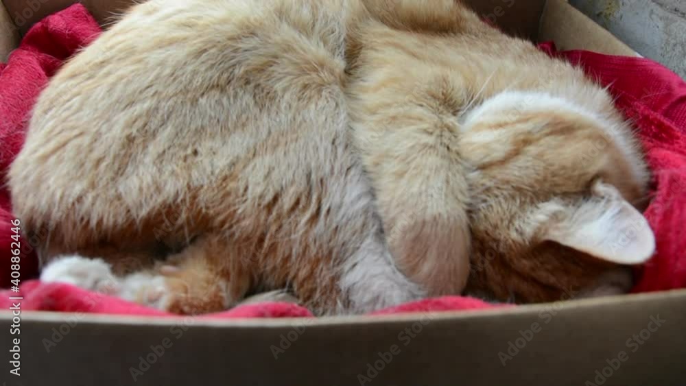 The cat is sleeping behind the curtain. Ginger cute kitten is sleeping, covering his nose with his paw. The cat covers its muzzle while sleeping The cat is sleeping behind the curtain. Ginger cute kitten is sleeping, covering his nose with his paw. The cat covers its muzzle while sleeping