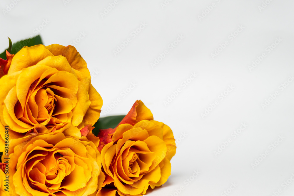 Yellow, Orange roses on the white background. Copy space. March 8, Mother's Day, valentine day concept Yellow, Orange roses on the white background. Copy space. March 8, Mother's Day, valentine day concept