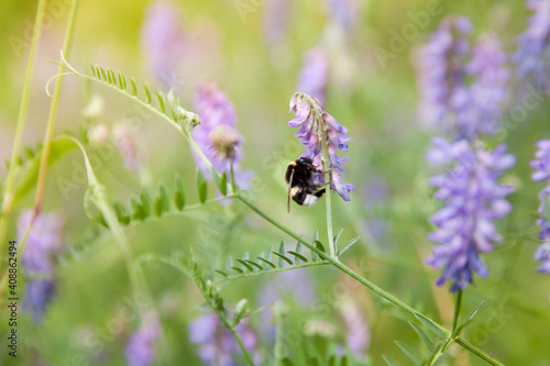 Beautiful summer background. Bumblebee pollinates flowers. Purple wildflowers.