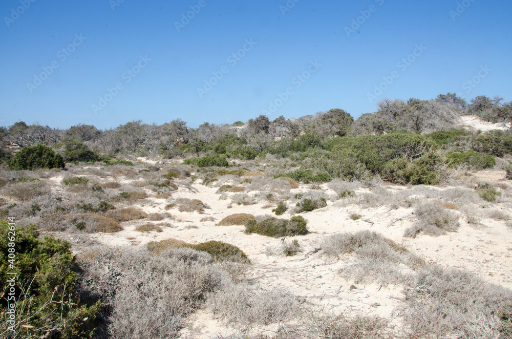 landscape with sand and bushes on the island of Chrissi, Crete