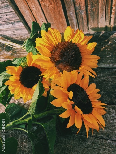 Sunflowers on wooden background  photo