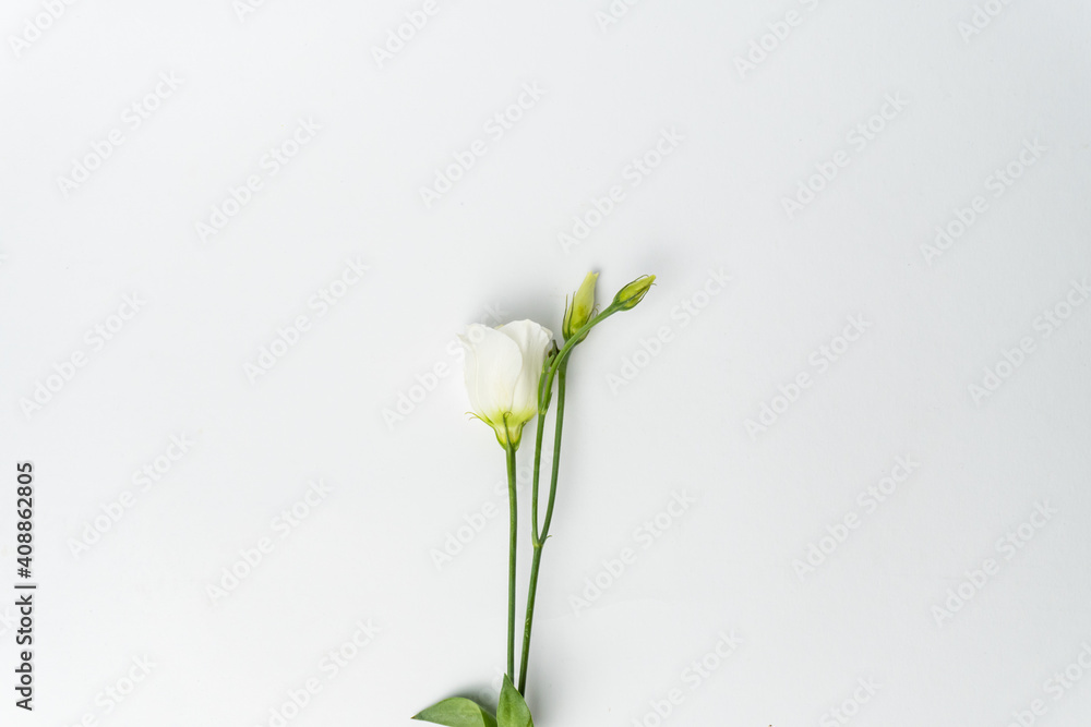 Branch of a rose on a white background. beautiful eustoma isolated on white background. copy space for text Branch of a rose on a white background. beautiful eustoma isolated on white background. copy space for text