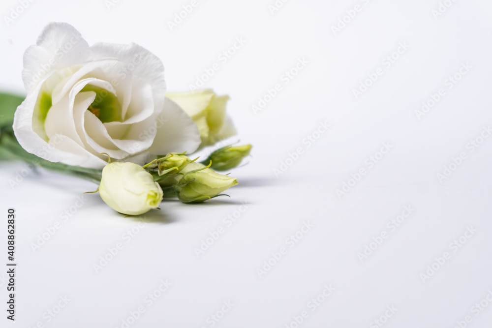 White huge airy rose, macro-festive background for wedding invitation. isolated on white background White huge airy rose, macro-festive background for wedding invitation. isolated on white background