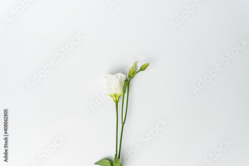 Branch of a rose on a white background. beautiful eustoma isolated on white background. copy space for text