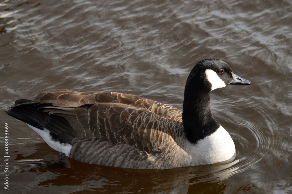 Fototapeta premium Canada goose swimming