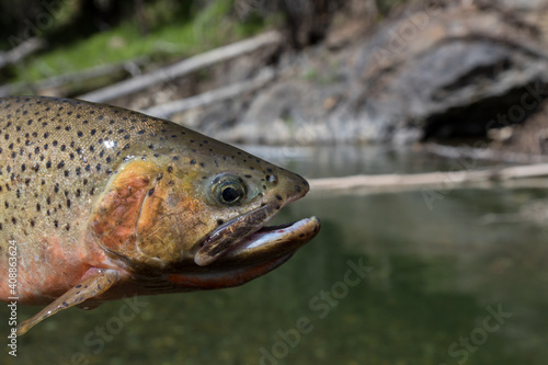 Fototapeta Naklejka Na Ścianę i Meble -  Portrait of a native Westslope Cutthroat Trout with the logjam pool from where it was caught in the background