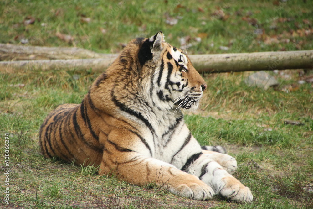 Obraz premium tiger in the zoo