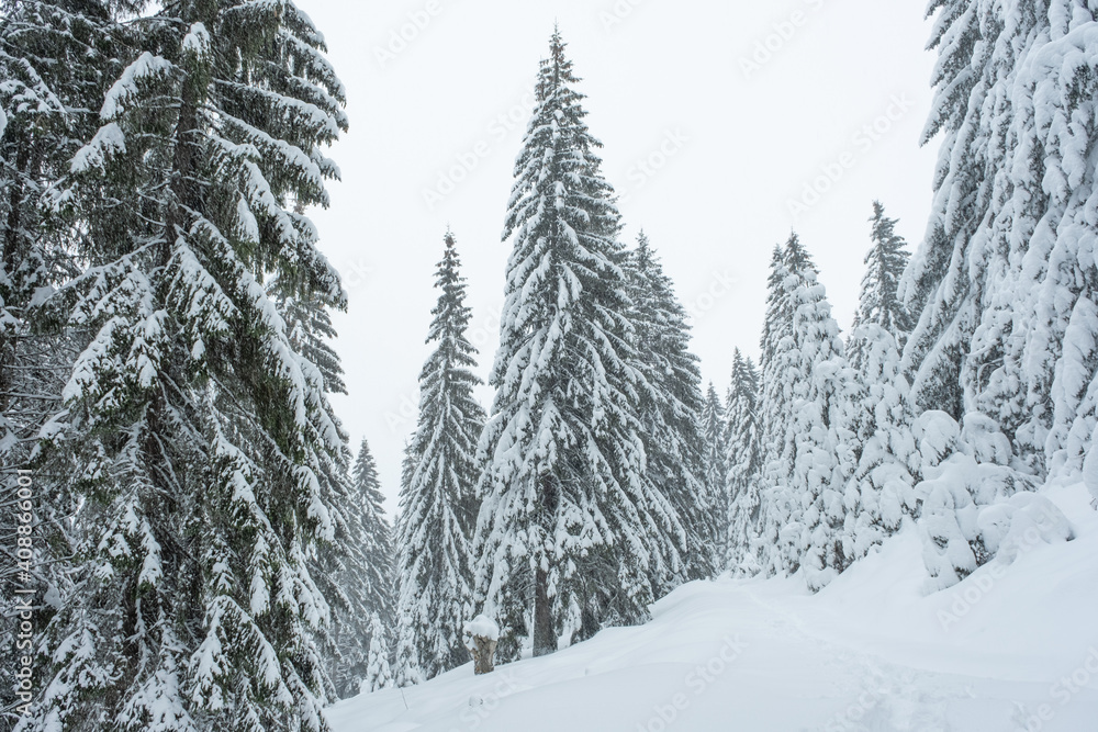 Snow was falling over the fir trees Snow was falling over the fir trees