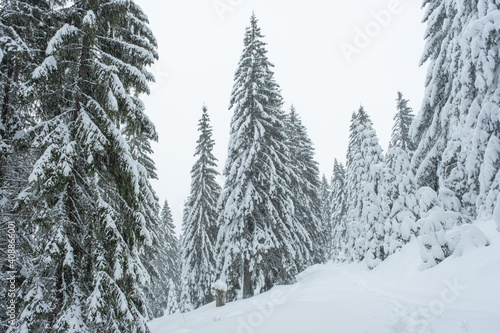 Snow was falling over the fir trees