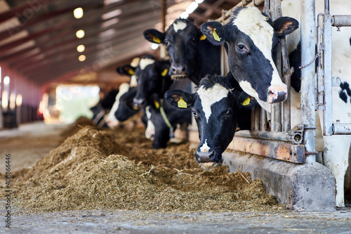 A cow is standing in the dirt, Dairy cows in a farm