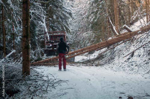 FORSTARBEIT . UMGESTÜRZTE BÄUME : FORESTRY WORKS . FALLEN TREES photo