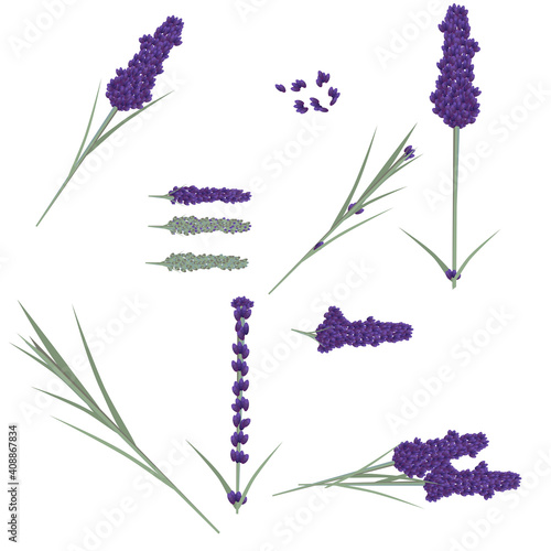 lavender lila flowers leaves. vector herbal plant set