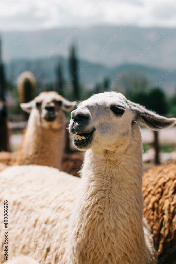 Obraz premium close up of a llama llama portrait llamas group llama at farm