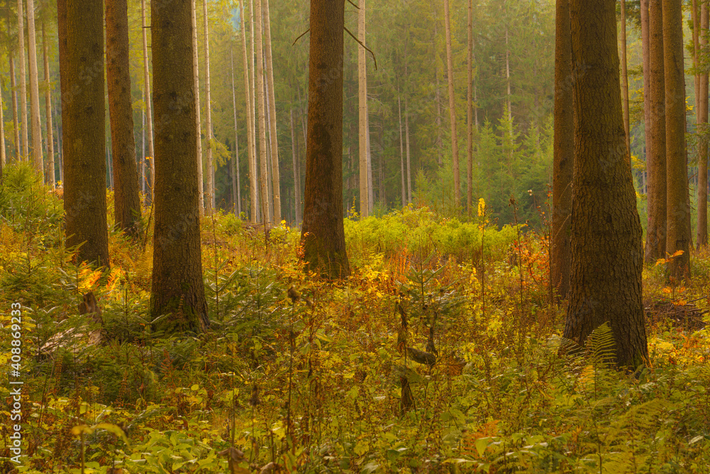 Fototapeta premium Autumn scene in a wild forest from Carpathian Mountains.