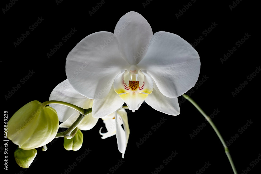 white orchid isolated on black white orchid isolated on black