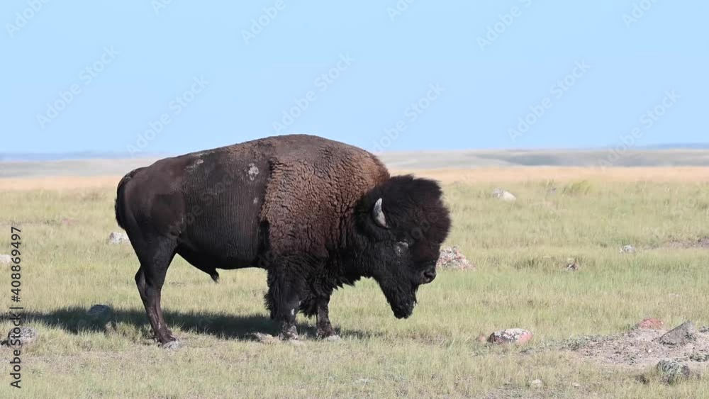 Bison in the Canadian wilderness Bison in the Canadian wilderness