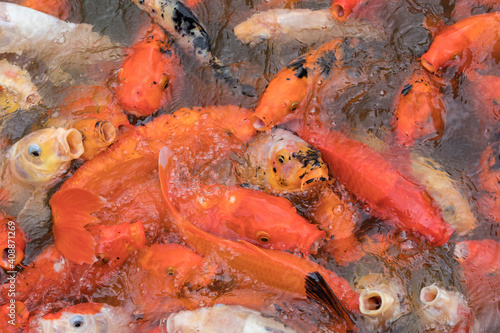 Koi Fish feeding in a koi pond in the Jardin de Belata, Martiniqu photo