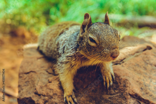 Zion National Park, Utah, USA photo