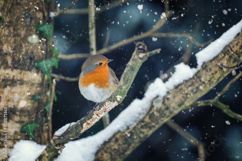 Robin perched in a tree with falling snow around © Rixie