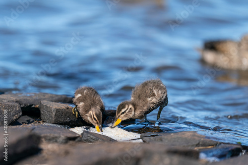 Εκτύπωση καμβά The yellow-billed teal (Anas flavirostris)