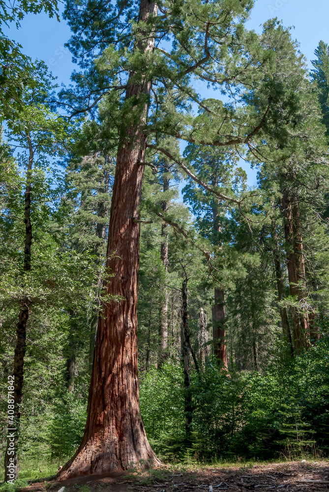 Fototapeta premium Giant Sequoia (Sequoiadendron giganteum) in Tuolumne Grove of Giant Sequoias, Yosemite National Park, California, USA