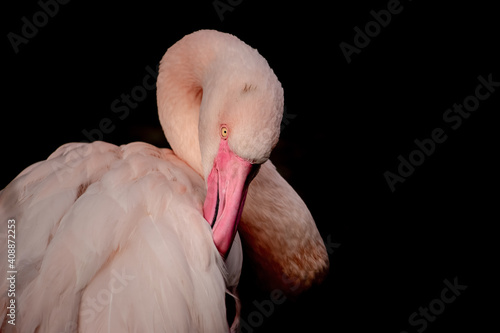 Fototapeta Naklejka Na Ścianę i Meble -  Close-up portrait of a greater  flamingo on a black background. (Phoenicopterus roseus)