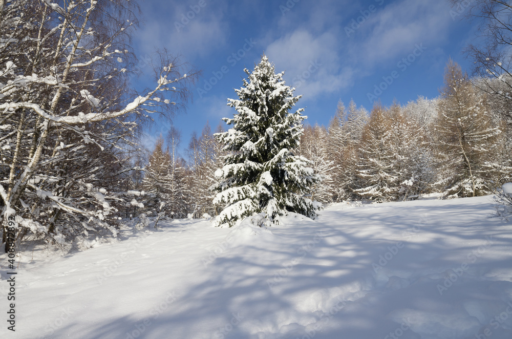 fir tree covered with snow in winter in the forest fir tree covered with snow in winter in the forest