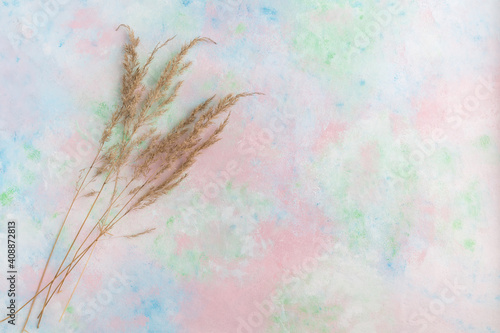 A multicolored pastel background of delicate shades with pampas grass. Template for your image.