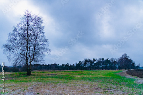 die Lüneburger Heide in Niedersachsen im Winter