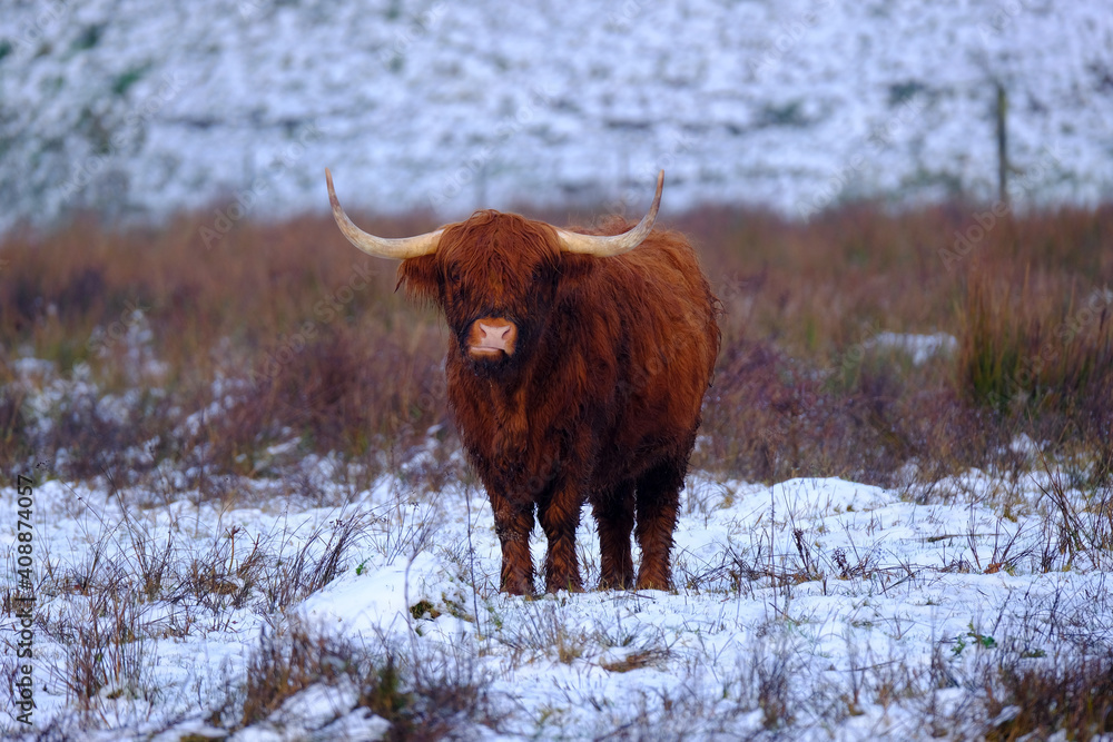 Hairy Scottish highlander cow in a natural winter landscape. Highland cow in snow Hairy Scottish highlander cow in a natural winter landscape. Highland cow in snow